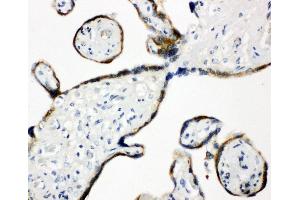 Anti-ERp57 antibody, IHC(P) IHC(P): Human Placenta Tissue
