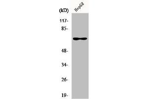 Western Blot analysis of HuvEc cells using Epsin 2 Polyclonal Antibody (Epsin 2 抗体  (Internal Region))