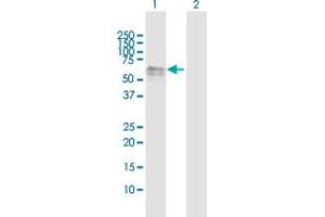 Western Blot analysis of DOK1 expression in transfected 293T cell line by DOK1 MaxPab polyclonal antibody.