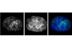 RNA pol II phospho Ser7 antibody (mAb) (Clone 3D4A12) tested by Immunofluorescence. (Rpb1 CTD 抗体  (pSer7))