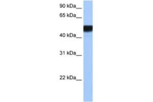 Western Blotting (WB) image for anti-Hepatocyte Nuclear Factor 4 gamma (HNF4G) antibody (ABIN2462865) (HNF4 gamma 抗体)