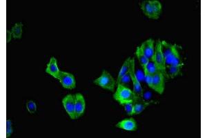 Immunofluorescence (IF) image for anti-MAS1 Oncogene (MAS1) (AA 285-325) antibody (ABIN7166485)