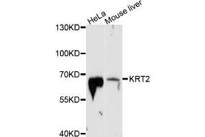 Western blot analysis of extracts of various cell lines, using KRT2 antibody (ABIN5998100) at 1/1000 dilution. (Keratin 2 抗体)