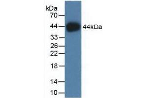 Detection of Recombinant HIST2H2AC, Human using Polyclonal Antibody to Histone Cluster 2, H2ac (HIST2H2AC) (HIST2H2AC 抗体  (AA 1-129))