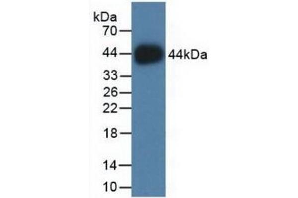 HIST2H2AC 抗体  (AA 1-129)