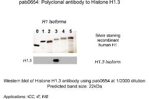 Image no. 1 for anti-Histone H1.3 (HIST1H1D) (N-Term) antibody (ABIN410166) (Histone H1.3 抗体  (N-Term))