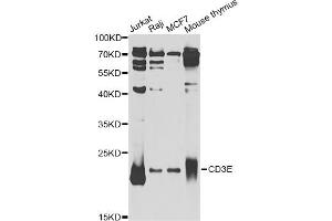 Western blot analysis of extracts of various cell lines, using CD3E Antibody (ABIN5970879) at 1/1000 dilution. (CD3 epsilon 抗体)