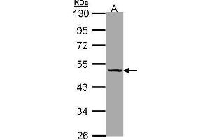 WB Image Sample (30 ug of whole cell lysate) A: Hela 10% SDS PAGE antibody diluted at 1:1000 (SERPINA7 抗体  (Center))