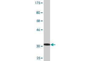 Western Blot detection against Immunogen (34. (EGR2 抗体  (AA 217-293))
