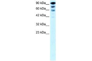 KIF5A antibody used at 0. (KIF5A 抗体  (Middle Region))