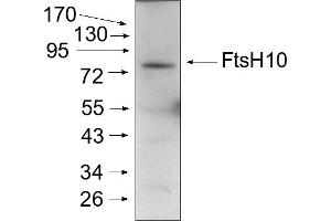 Experimental conditions: Mitochondria were isolated as described by Urantowka et al. (FtsH10 抗体  (C-Term))