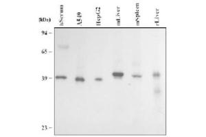 Image no. 1 for anti-Paraoxonase 3 (PON3) (AA 30-354) antibody (ABIN292074) (PON3 抗体  (AA 30-354))