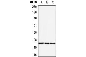 Western blot analysis of APOBEC3A expression in HEK293T (A), SP2/0 (B), H9C2 (C) whole cell lysates. (APOBEC3A 抗体  (Center))