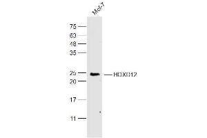 MCF-7 lysates probed with HOXD12 Polyclonal Antibody, Unconjugated  at 1:300 dilution and 4˚C overnight incubation. (HOXD12 抗体  (AA 171-270))