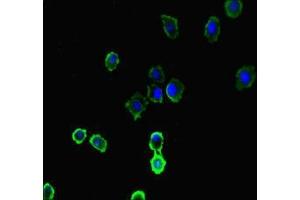 Immunofluorescent analysis of HepG2 cells using ABIN7157778 at dilution of 1:100 and Alexa Fluor 488-congugated AffiniPure Goat Anti-Rabbit IgG(H+L) (IL4I1 抗体  (AA 139-339))