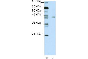WB Suggested Anti-MINA Antibody Titration:  5. (MINA 抗体  (C-Term))