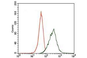 Flow cytometric analysis of HeLa cells using MAP2 mouse mAb (green) and negative control (red). (MAP2 抗体  (AA 24-123))