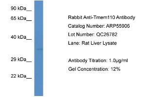 Western Blotting (WB) image for anti-Transmembrane Protein 110 (TMEM110) (C-Term) antibody (ABIN2786432) (TMEM110 抗体  (C-Term))