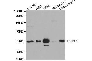 Western Blotting (WB) image for anti-Proteasome (Prosome, Macropain) Inhibitor Subunit 1 (PI31) (PSMF1) antibody (ABIN1876734) (PSMF1 抗体)