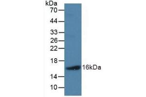 Detection of Recombinant NPPB, Human using Polyclonal Antibody to Natriuretic Peptide Precursor B (NPPB) (NPPB 抗体  (AA 27-134))