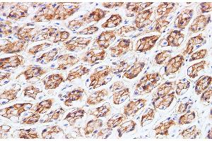 Immunohistochemistry of paraffin-embedded Rat stomach using BSG Polyclonal Antibody at dilution of 1:200 (CD147 抗体)