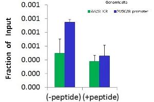 Chromatin Immunoprecipitation (ChIP) Using SRF antibody - N-terminal region  and HCT116 Cells (SRF 抗体  (N-Term))