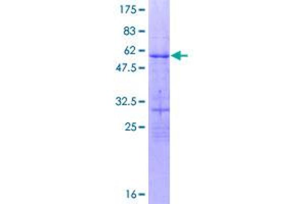 OVOL1 Protein (AA 1-267) (GST tag)