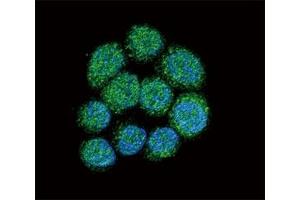 Immunofluorescence (IF) image for anti-Bruton Agammaglobulinemia tyrosine Kinase (BTK) (AA 209-239) antibody (ABIN3030211)