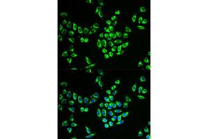 Immunofluorescence (IF) image for anti-Mitochondrial Ribosomal Protein L28 (MRPL28) antibody (ABIN1876936) (MRPL28 抗体)