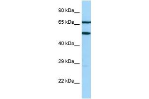 Host: Rabbit Target Name: AGFG2 Sample Type: Jurkat Whole Cell lysates Antibody Dilution: 1. (AGFG2 抗体  (N-Term))