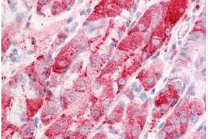 Anti-C14orf1 antibody  ABIN960745 IHC staining of human stomach. (C14orf1 抗体  (Internal Region))