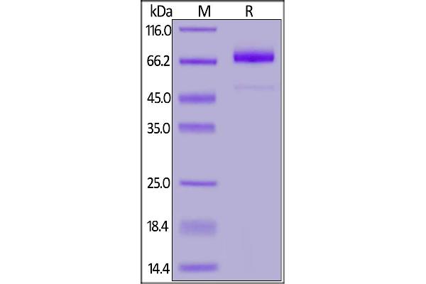 IL13RA2 Protein (AA 27-343) (Fc Tag)