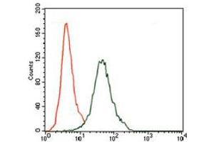 Image no. 1 for anti-CD5 (CD5) antibody (ABIN1491301) (CD5 抗体)
