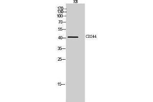 Western Blotting (WB) image for anti-Natural Killer Cell Receptor 2B4 (CD244) (Internal Region) antibody (ABIN3188025)
