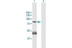 Western Blot analysis of GAS2L3 expression in transfected 293T cell line by GAS2L3 MaxPab polyclonal antibody. (GAS2L3 抗体  (AA 1-694))