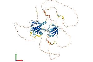 Protein Structure (PS) image for SHC (Src Homology 2 Domain Containing) Transforming Protein 1 (SHC1) (AA 1-583) protein (His tag) (ABIN7555478)