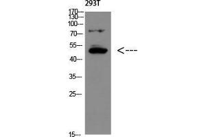 Western Blot (WB) analysis of 293T using GDF-6 Polyclonal Antibody diluted at 1:500. (GDF6 抗体  (Internal Region))