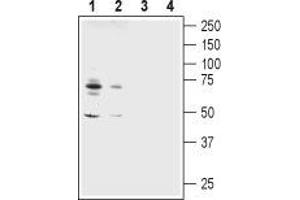 Western blot analysis of rat (lanes 1 and 3) and mouse (lanes 2 and 4) brain membranes:1,2.