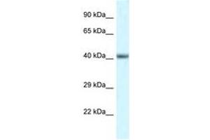 Image no. 1 for anti-POU Domain, Class 4, Transcription Factor 3 (POU4F3) (N-Term) antibody (ABIN6747512) (POU4F3 抗体  (N-Term))