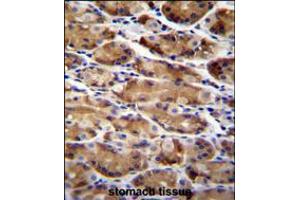 AT immunohistochemistry analysis in formalin fixed and paraffin embedded human stomach tissue followed by peroxidase conjugation of the secondary antibody and DAB staining. (ATG16L2 抗体  (AA 277-304))