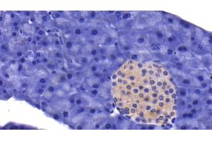 Detection of CASP9 in Mouse Pancreas Tissue using Polyclonal Antibody to Caspase 9 (CASP9) (Caspase 9 抗体  (AA 1-200))