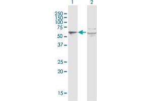 Western Blot analysis of PORCN expression in transfected 293T cell line by PORCN MaxPab polyclonal antibody. (PORCN 抗体  (AA 1-450))
