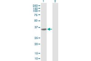 Western Blotting (WB) image for anti-Polymerase (RNA) III (DNA Directed) Polypeptide F, 39 KDa (POLR3F) (AA 1-316) antibody (ABIN524049)