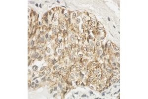 Immunohistochemistry (IHC) image for anti-F11 Receptor (F11R) (AA 249-299) antibody (ABIN7453715)