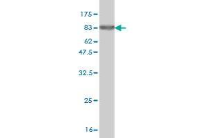 Western Blotting (WB) image for anti-Zinc Finger and SCAN Domain Containing 21 (Zscan21) (AA 1-473) antibody (ABIN521515)