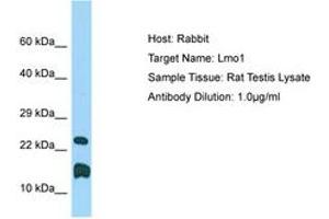 Image no. 1 for anti-LIM Domain Only 1 (Rhombotin 1) (LMO1) (C-Term) antibody (ABIN6749813) (LMO1 抗体  (C-Term))