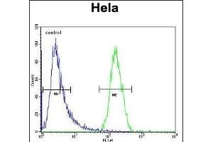 TRIM38 Antibody (C-term) (ABIN657328 and ABIN2846398) flow cytometric analysis of Hela cells (right histogram) compared to a negative control cell (left histogram). (TRIM38 抗体  (C-Term))
