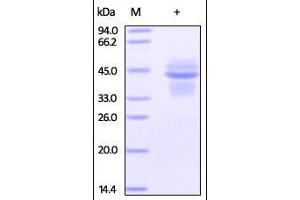 SDS-PAGE (SDS) image for Interleukin 12 (IL12) (AA 23-328) (Active) protein (His tag,DYKDDDDK Tag) (ABIN2181328)