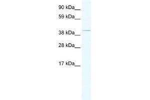Western Blotting (WB) image for anti-TAF7-Like RNA Polymerase II, TATA Box Binding Protein (TBP)-Associated Factor, 50kDa (TAF7L) (Middle Region) antibody (ABIN925888)