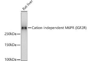 Western blot analysis of extracts of Rat liver, using Cation-independent M6PR (IGF2R) antibody (ABIN7267905) at 1:1000 dilution. (IGF2R 抗体)